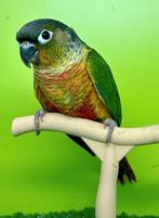 Conure de molinae mâle EAM/apprivoisé, Animaux & Accessoires, Mâle, Perroquet, Domestique