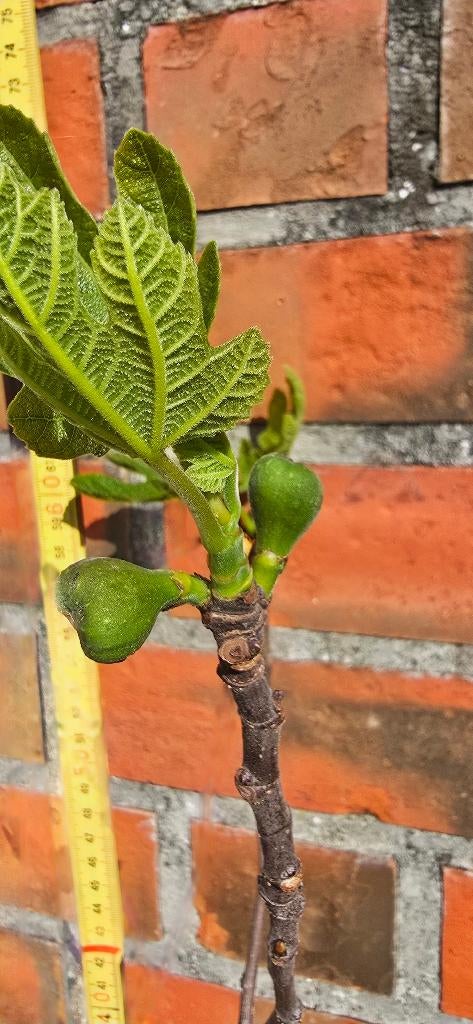 Figuier 'BROWN TURKEY' 1v7, Enlèvement, En pot, Figuier