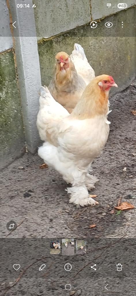 Brahma broedeieren, Poule ou poulet