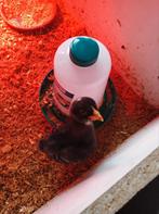 Mechelse koekoek kuiken, Sexe inconnu, Poule ou poulet