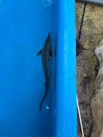 Steur voor flesje wijn, Dieren en Toebehoren, Steur