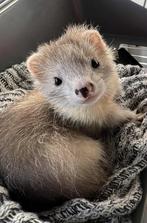 2 vrouwelijke fretjes zoeken thuis, Dieren en Toebehoren, Overige Dieren, Juni, Meerdere dieren