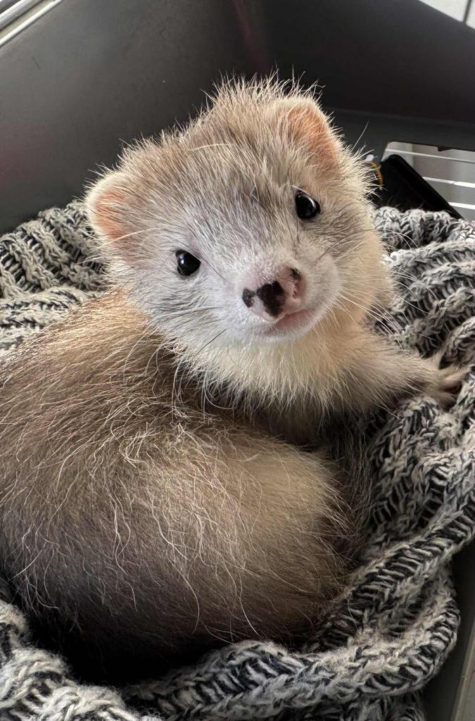 2 vrouwelijke fretjes zoeken thuis, Dieren en Toebehoren, Overige Dieren, Meerdere dieren, Juni