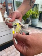 Distelvink bont, Dieren en Toebehoren