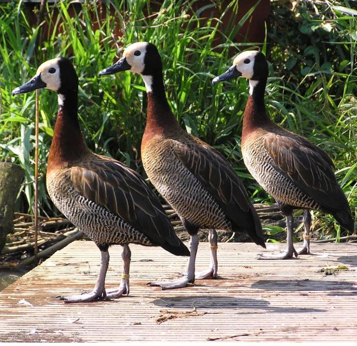 Verschillende soorten Siereenden en sierganzen, Dieren en Toebehoren, Pluimvee, Eend, Meerdere dieren