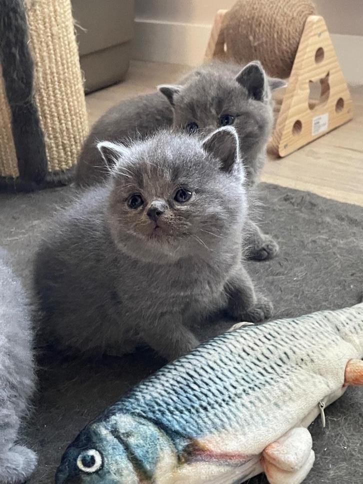 Brotse korthaar kittens, Dieren en Toebehoren, Katten en Kittens | Raskatten | Korthaar, Poes, 0 tot 2 jaar, Gechipt, Ontwormd