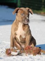 Amerikaanse Stafford pups, Dieren en Toebehoren, Honden | Jack Russells en Terriërs, België, CDV (hondenziekte), 8 tot 15 weken