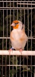 Chardonneret Mâle 90 euro porteur Agathe 2025, Animaux & Accessoires, Oiseaux | Canaris, Mâle