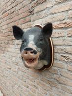 Unieke opgezette kop mini varken taxidermie pork schedel, Verzamelen, Dierenverzamelingen, Ophalen, Boerderijdier, Gewei of Kop