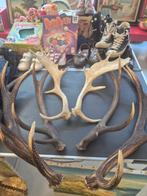 Bois de cerf, Collections, Collections Animaux, Enlèvement, Cerf