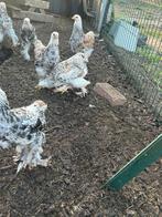 Brahma kippen, Dieren en Toebehoren, Kip