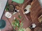 Cavia jongen, Dieren en Toebehoren, Knaagdieren, Augustus, Meerdere dieren, Cavia