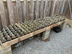 Cactussen, Tuin en Terras, Ophalen