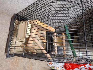 Vogelkooi papegaai beschikbaar voor biedingen