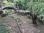 Brandhout gratis, 3 tot 6 m³, Ophalen of Verzenden, Stammen