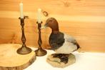 Taxidermie - opgezette eend, Verzamelen, Ophalen of Verzenden, Gebruikt