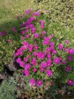 delosperma cooperi, Ophalen, Bodembedekkers, Volle zon, Vaste plant