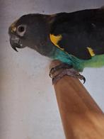 Meyer pop te koop, Dieren en Toebehoren, Vrouwelijk, Papegaai, Geringd