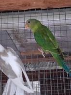 Pruimkopparkieten mannen 2025 met dna, Mannelijk, Parkiet, Geringd