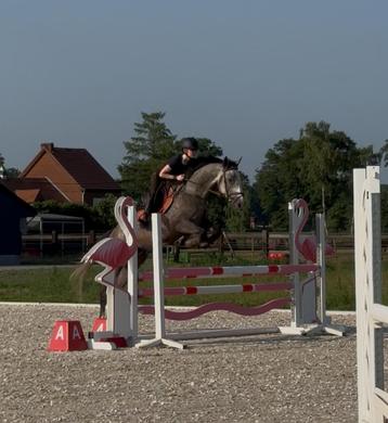 Gezocht paarden uitbrengen op wedstrijd beschikbaar voor biedingen