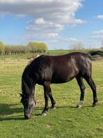 Trotteur à vendre bas prix 0475 24 49 79, Tickets en Kaartjes, Recreatie | Dierentuinen