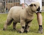 hampshire down ramlammeren, Dieren en Toebehoren, Mannelijk, Schaap, 0 tot 2 jaar