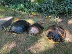 3 waterschildpadden, Schildpad, 11 jaar of ouder