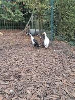 Trio loopeenden