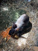 Konijnen, Dieren en Toebehoren
