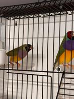 Koppel goldamandines