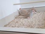 Diamantduif, Dieren en Toebehoren, Vogels | Overige Vogels
