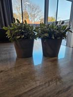 2 potjes met plantje, Ophalen