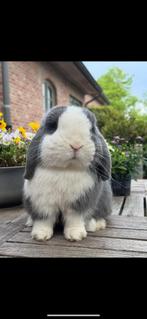 Gecastreerde minilop ram, Dieren en Toebehoren, Konijnen, Mannelijk, Klein, Hangoor, 0 tot 2 jaar