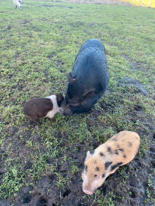 Hangbuikvarken en mini biggetjes, Dieren en Toebehoren, Schapen, Geiten en Varkens