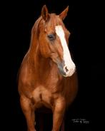 Quarter fokmerrie, Dieren en Toebehoren, Merrie, Minder dan 160 cm, Gechipt, Niet van toepassing