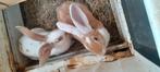 Konijnen moeren, Dieren en Toebehoren, Konijnen, Vrouwelijk, Groot, 0 tot 2 jaar