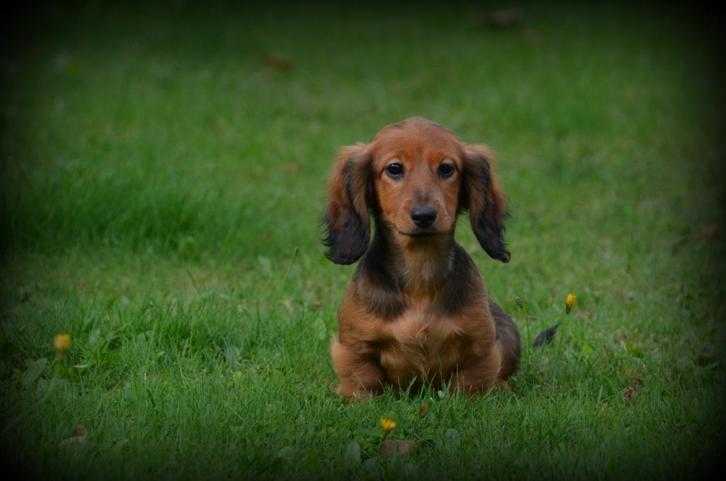 Langharige Teckel pups, Dieren en Toebehoren, Honden | Teckels en Dashonden, Meerdere dieren, Langhaar, Fokker | Professioneel