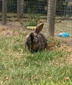 Vrouwelijk konijntje - CHARLOTTE, Dieren en Toebehoren, Konijnen, Vrouwelijk, Klein, 0 tot 2 jaar