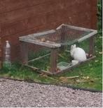 Zacht, wit konijn mannetje., Mannelijk, Middelgroot