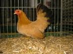 4 jonge koppels  Bruine Chabo kippen, Dieren en Toebehoren