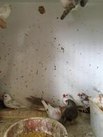 ENKEL Deze week: 6 ZEBRAVINKJES VOOR 30 EURO !!, Dieren en Toebehoren, Vogels | Overige Vogels, Meerdere dieren, Tropenvogel