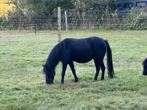 TOP Merrie,Drachtig,NMPRS,miniatuurpaard,minipaard,pony, Merrie