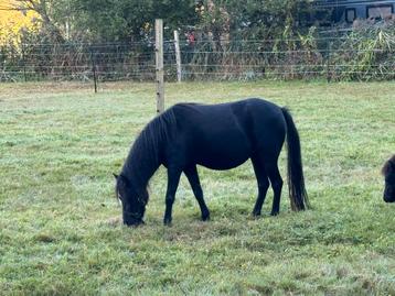 TOP Merrie,Drachtig,NMPRS,miniatuurpaard,minipaard,pony beschikbaar voor biedingen