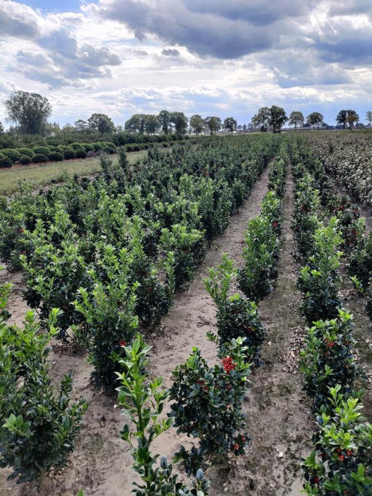ilex meservea heckenfee, Tuin en Terras, Planten | Struiken en Hagen, Haag, Hulst, Minder dan 100 cm, Ophalen