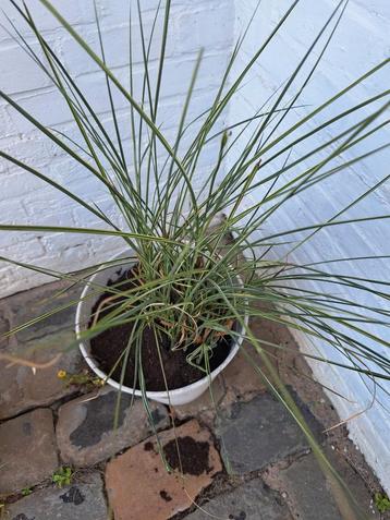Siergras - licht-donkergroen in pot - ruilen of kopen, Tuin en Terras, Ophalen, Siergrassen