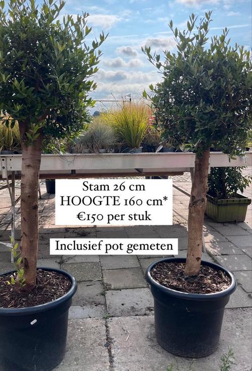 Olijfboom O 26 H 160 cm, Jardin & Terrasse, Plantes | Arbres, Olivier, Enlèvement