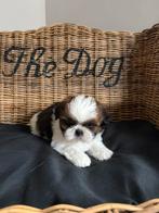 Shih Tzu pups, België, Overige rassen, CDV (hondenziekte), 8 tot 15 weken