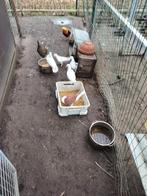 Ik heb enkele sierduiven te koop, Dieren en Toebehoren, Pluimvee