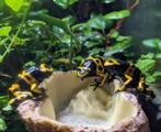 Bioactief terrarium + 3 Dendrobates leucomelas (bumblebee), Dieren en Toebehoren, Reptielen en Amfibieën, Amfibie, Met terrarium