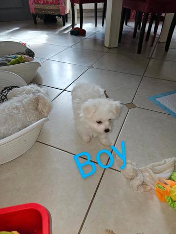 Maltezer kruising Maltipom huiselijke kring, Parvovirose, Bichon maltais, 8 à 15 semaines, Plusieurs